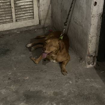 Bile imagem 1 - 