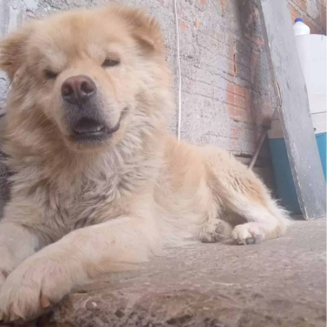 Boby - Sem Raça Definida