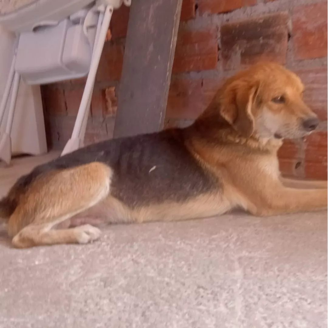 Marley - Sem Raça Definida