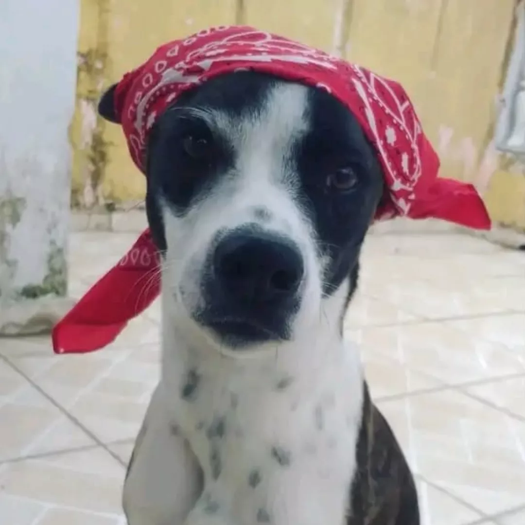 Pandora - Sem Raça Definida