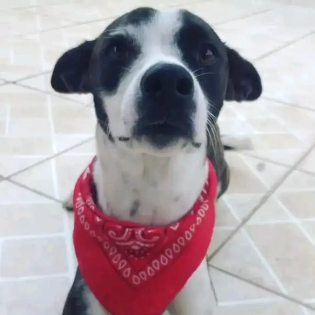 Pandora - Sem Raça Definida