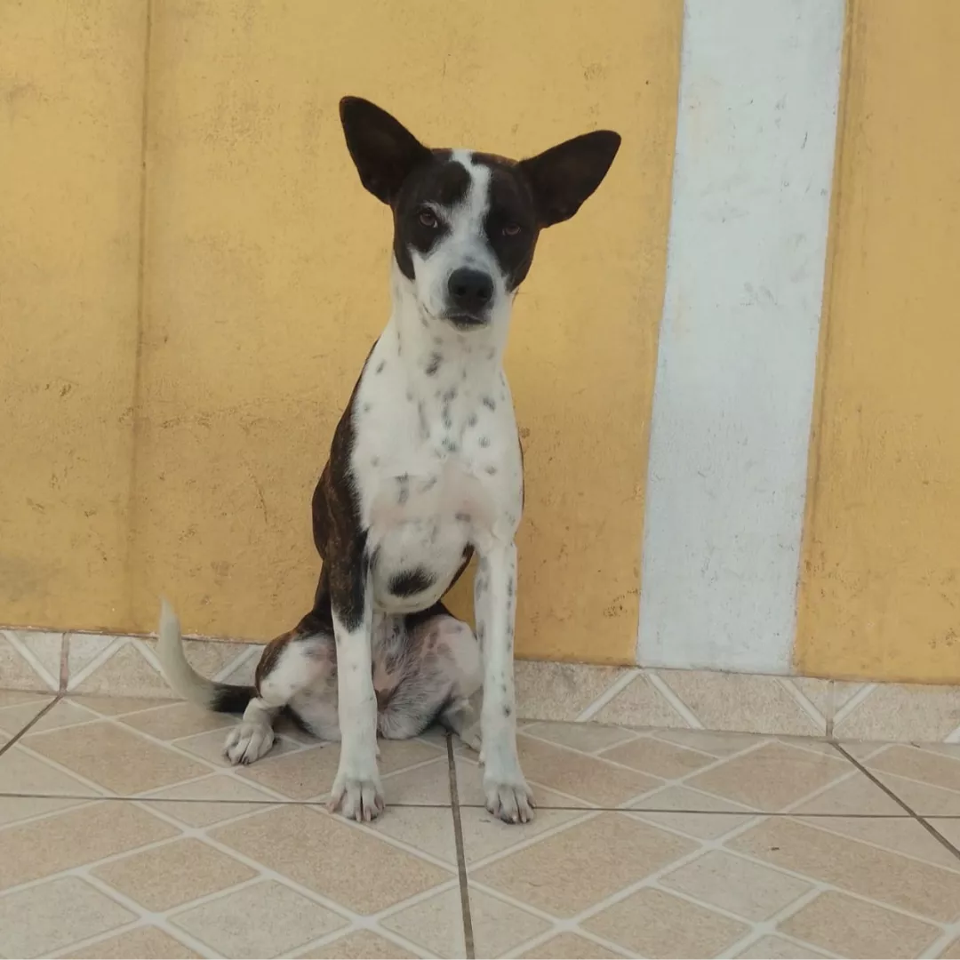 Pandora - Sem Raça Definida