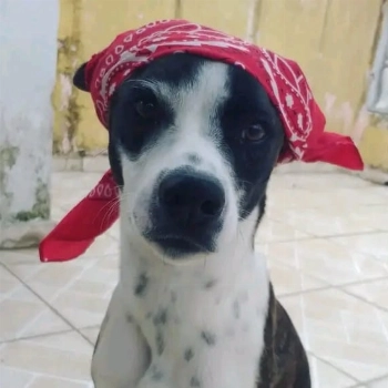 Pandora imagem 1 - Sem Raça Definida