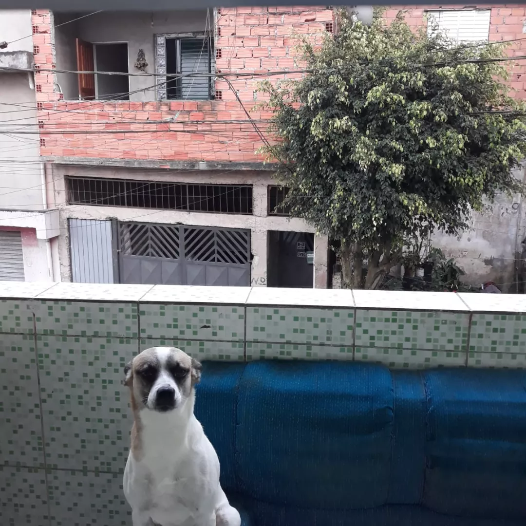 Mufasa - Sem Raça Definida