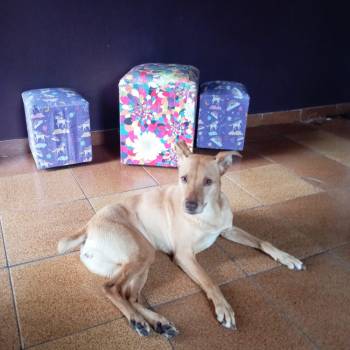 Flor imagem 3 - 