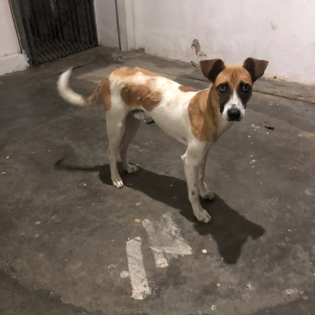 Little - Sem Raça Definida