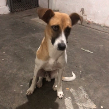 Little imagem 2 - Sem Raça Definida