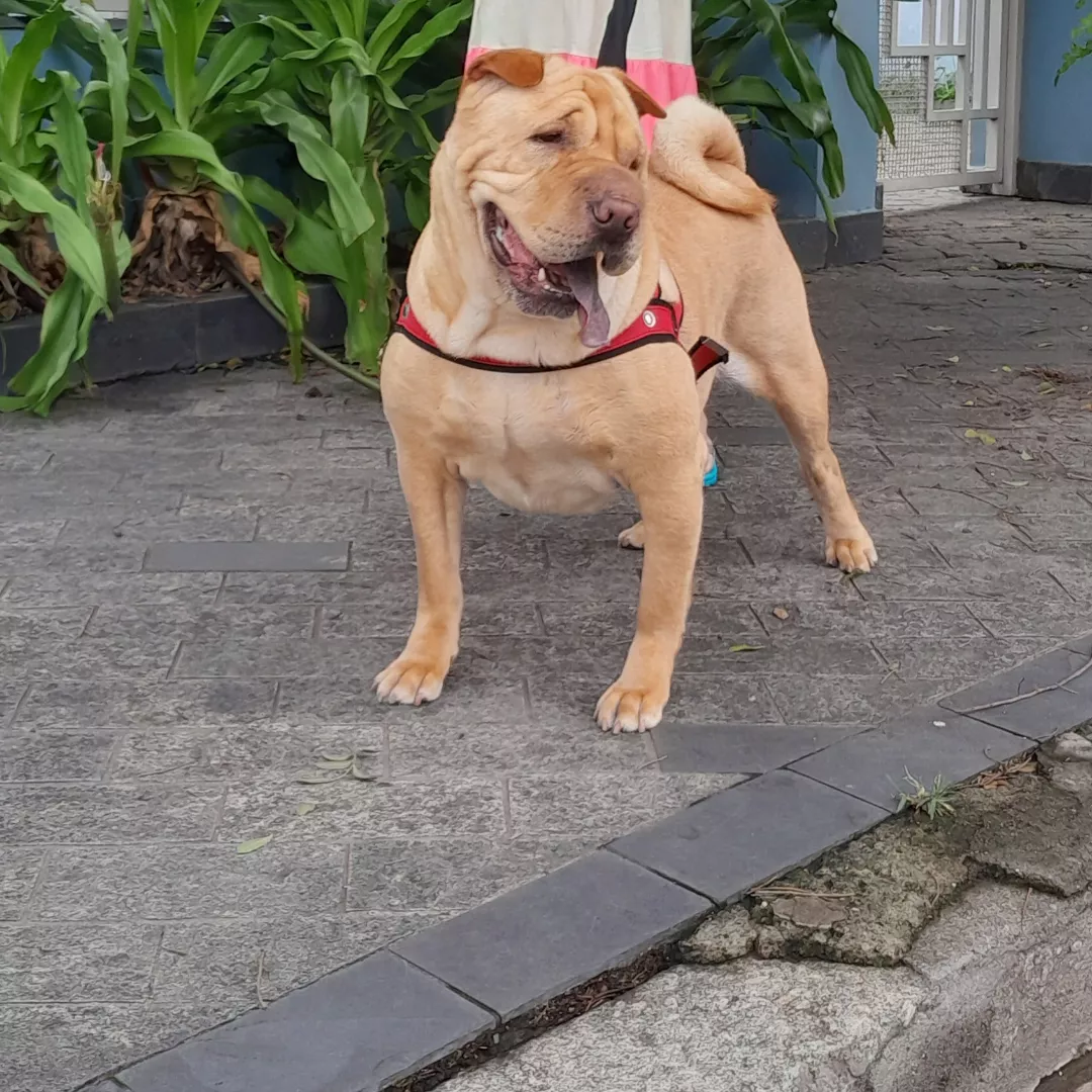 Kira - Sem Raça Definida