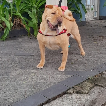 Kira imagem 1 - Sem Raça Definida