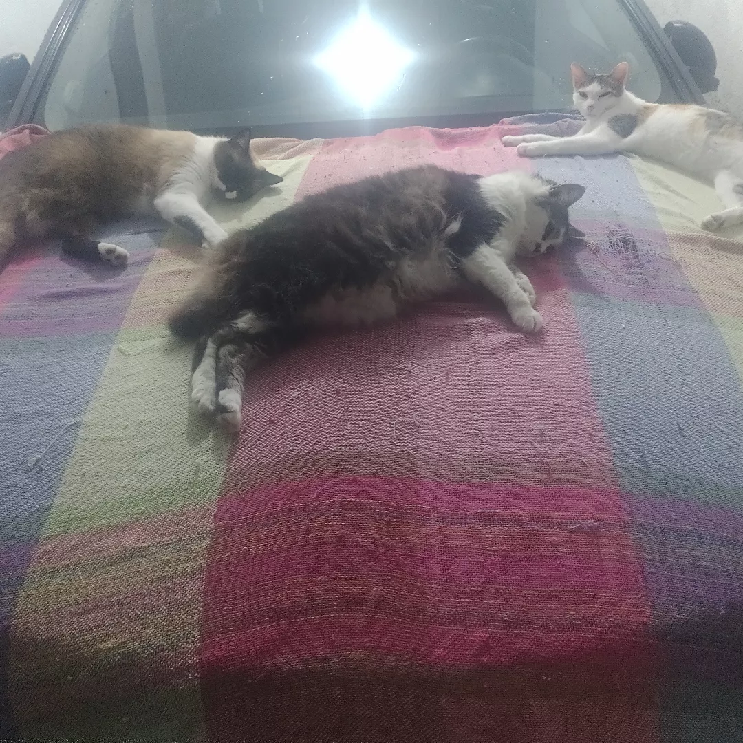 Ratinha - Sem Raça Definida