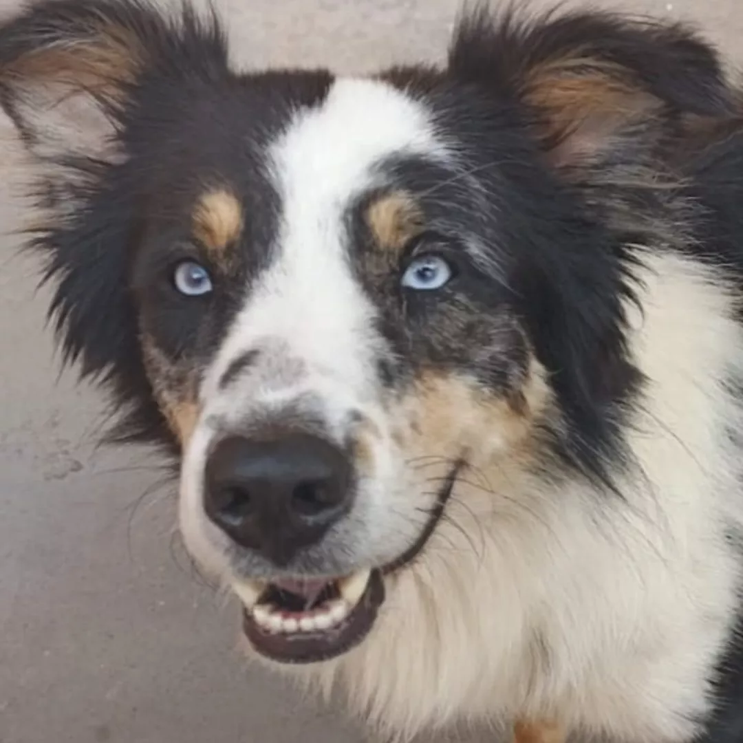 Não Tem Nome - Sem Raça Definida