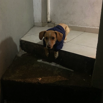 Nick imagem 3 - Sem Raça Definida