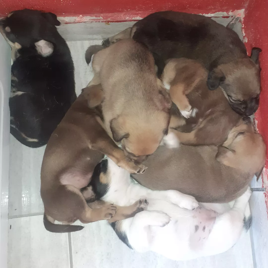 Sem Nome - Sem Raça Definida