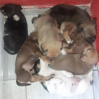 Sem Nome imagem 1 - Sem Raça Definida