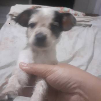 Branquinho imagem 1 - 