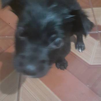 Pretinha imagem 1 - 