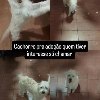 Ursinho imagem 1 - 