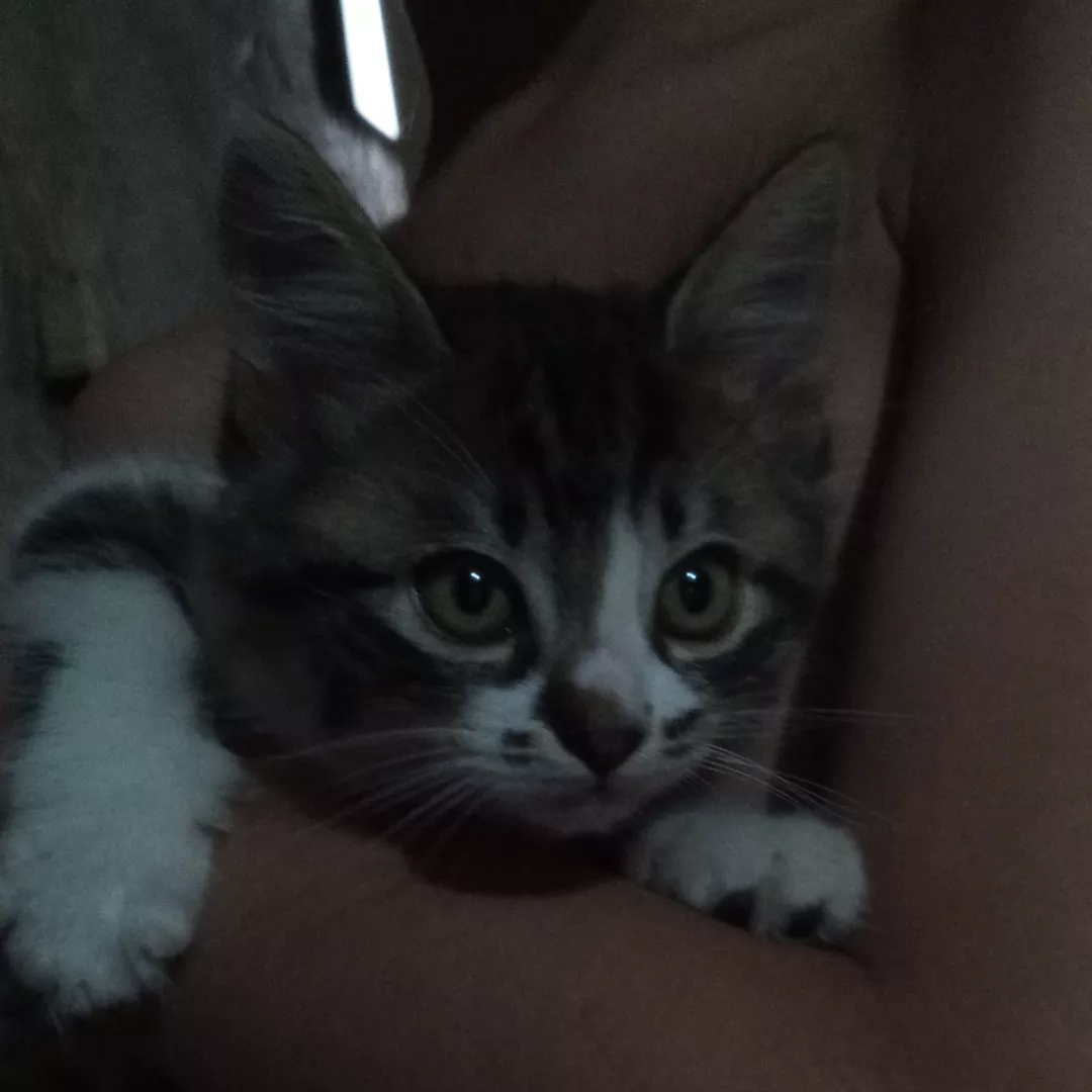 Dora - Sem Raça Definida