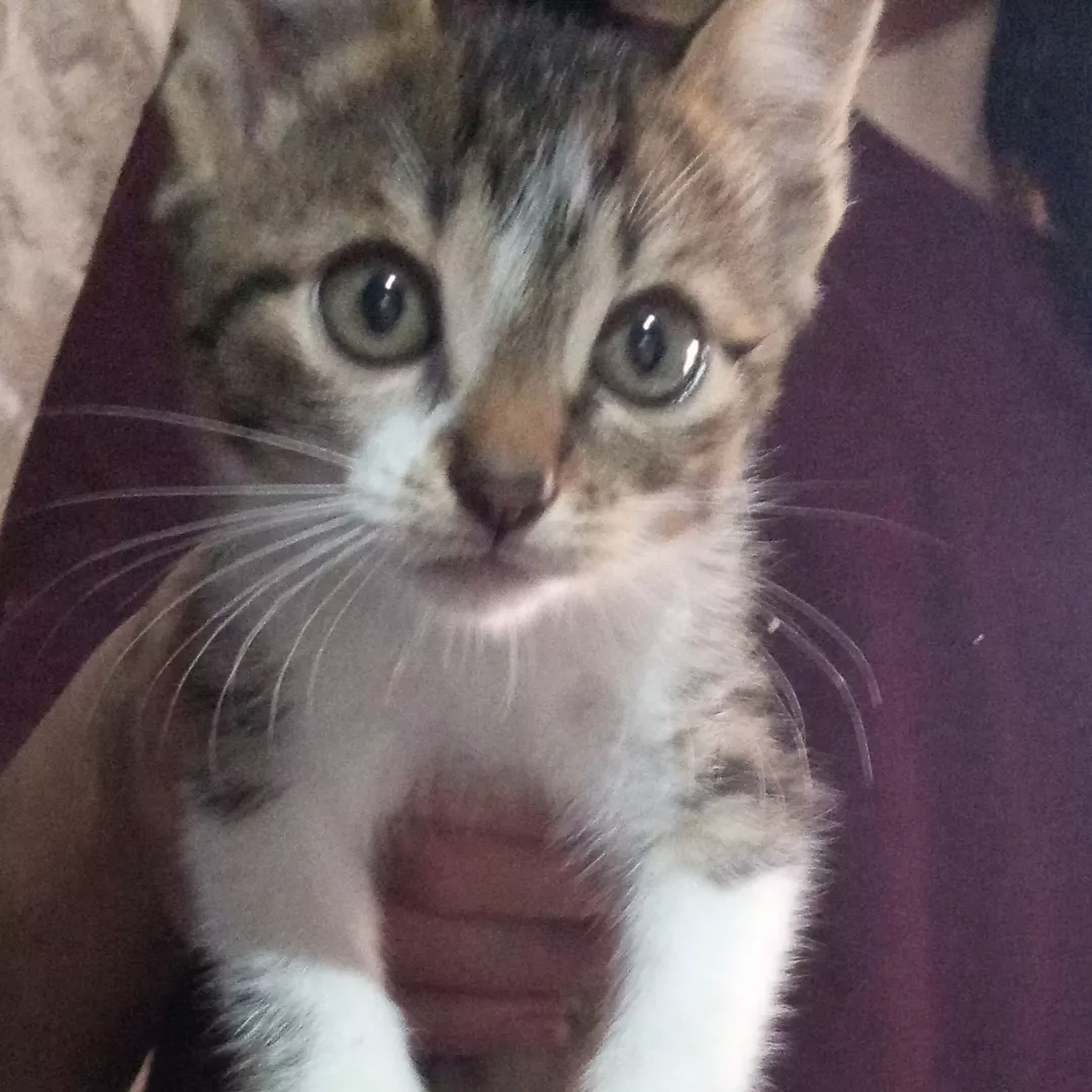 Linda - Sem Raça Definida