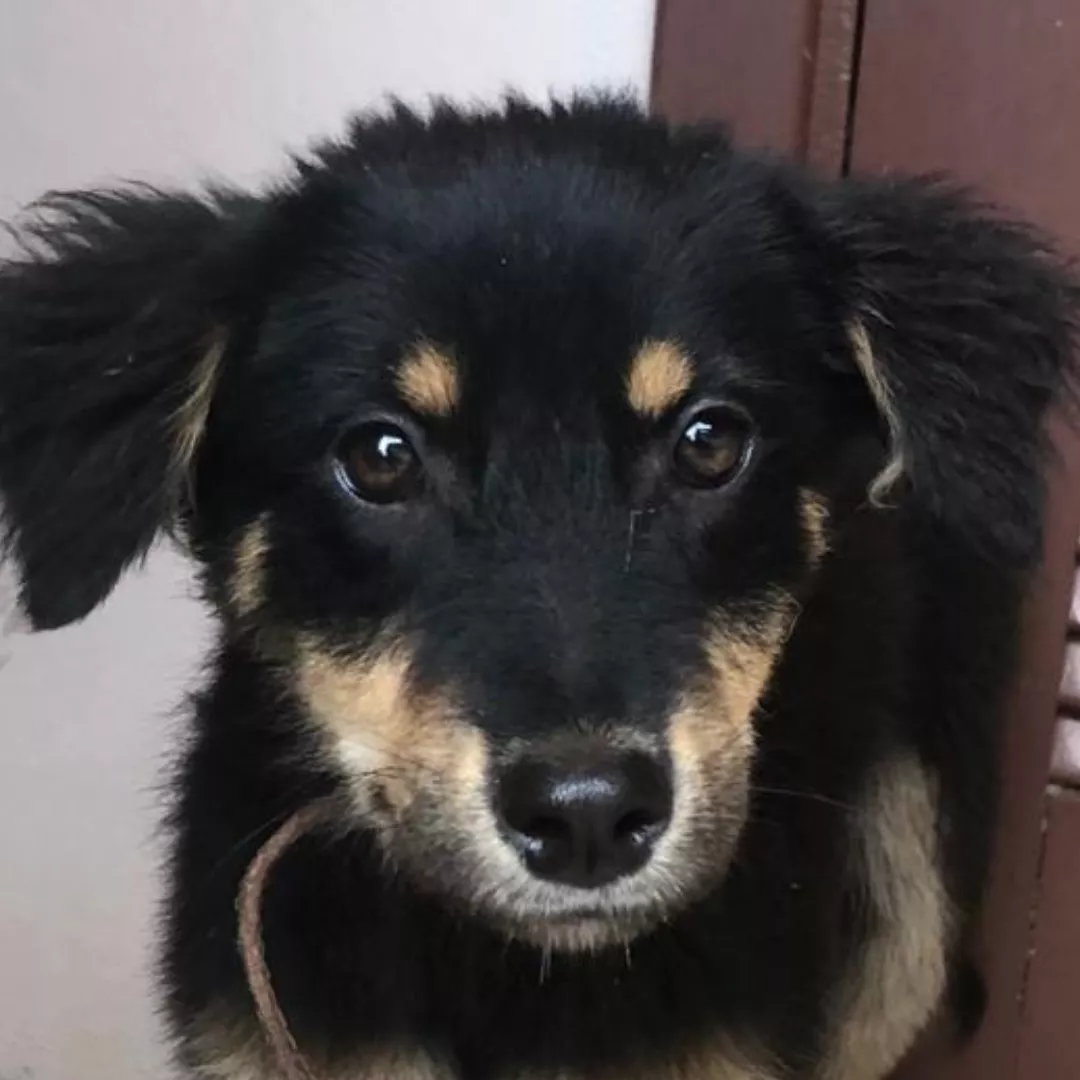 Nescau - Sem Raça Definida