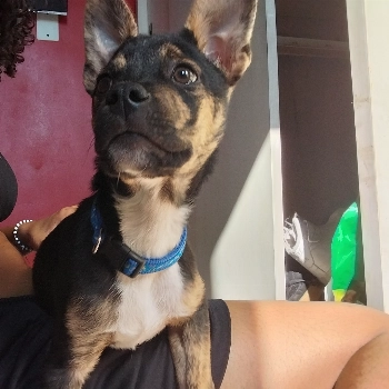 Castiel imagem 2 - Sem Raça Definida