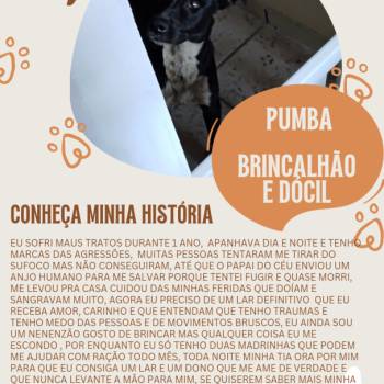 Pumba imagem 1 - 