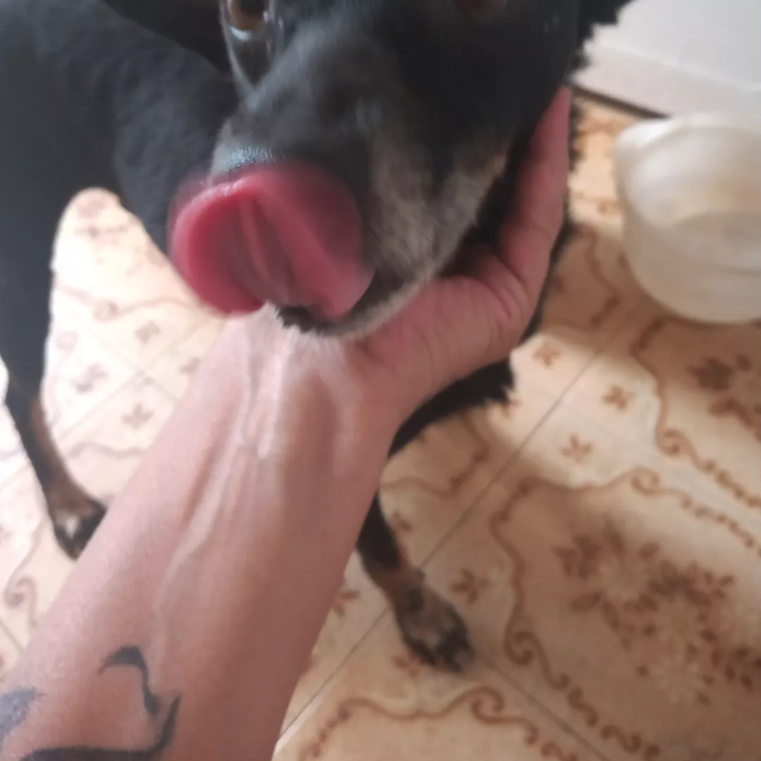 Laica Bobi Preta - Sem Raça Definida