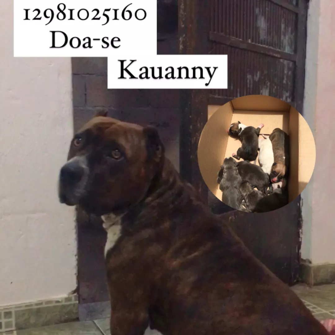 Kira - Sem Raça Definida