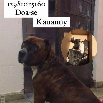 Kira imagem 1 - Sem Raça Definida
