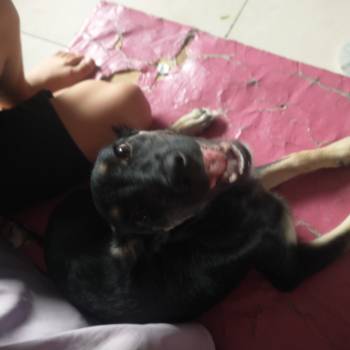 Clara imagem 1 - 