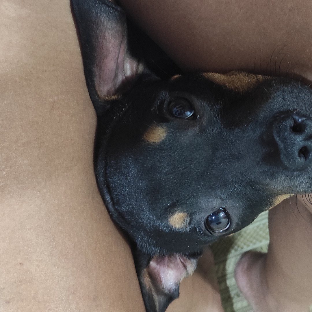 Teka imagem 2 - Sem Raça Definida