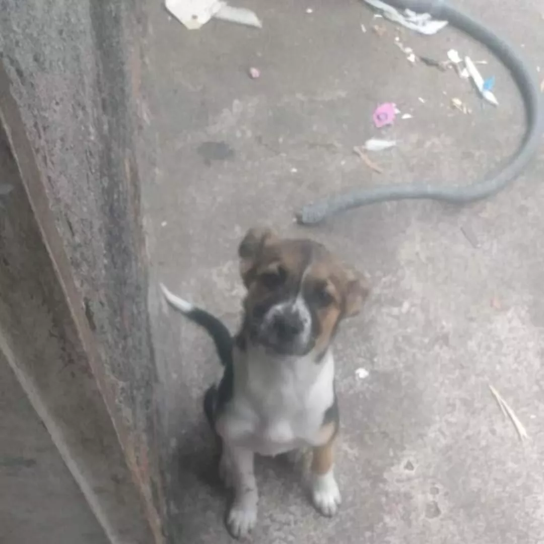 Kesya - Labrador Retriever