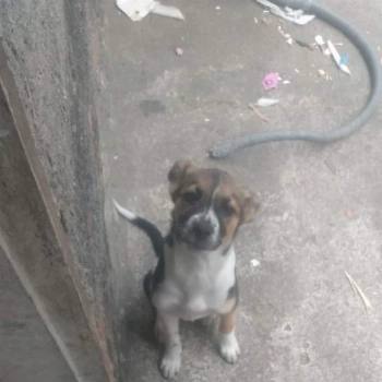 Kesya imagem 1 - Labrador Retriever