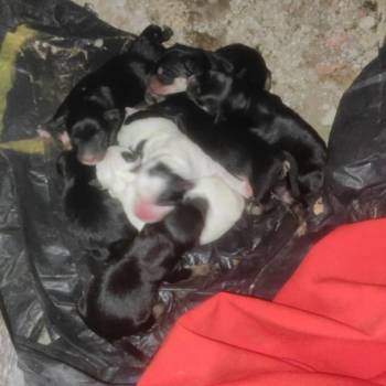 Filhotes Cachorro imagem 1 - 