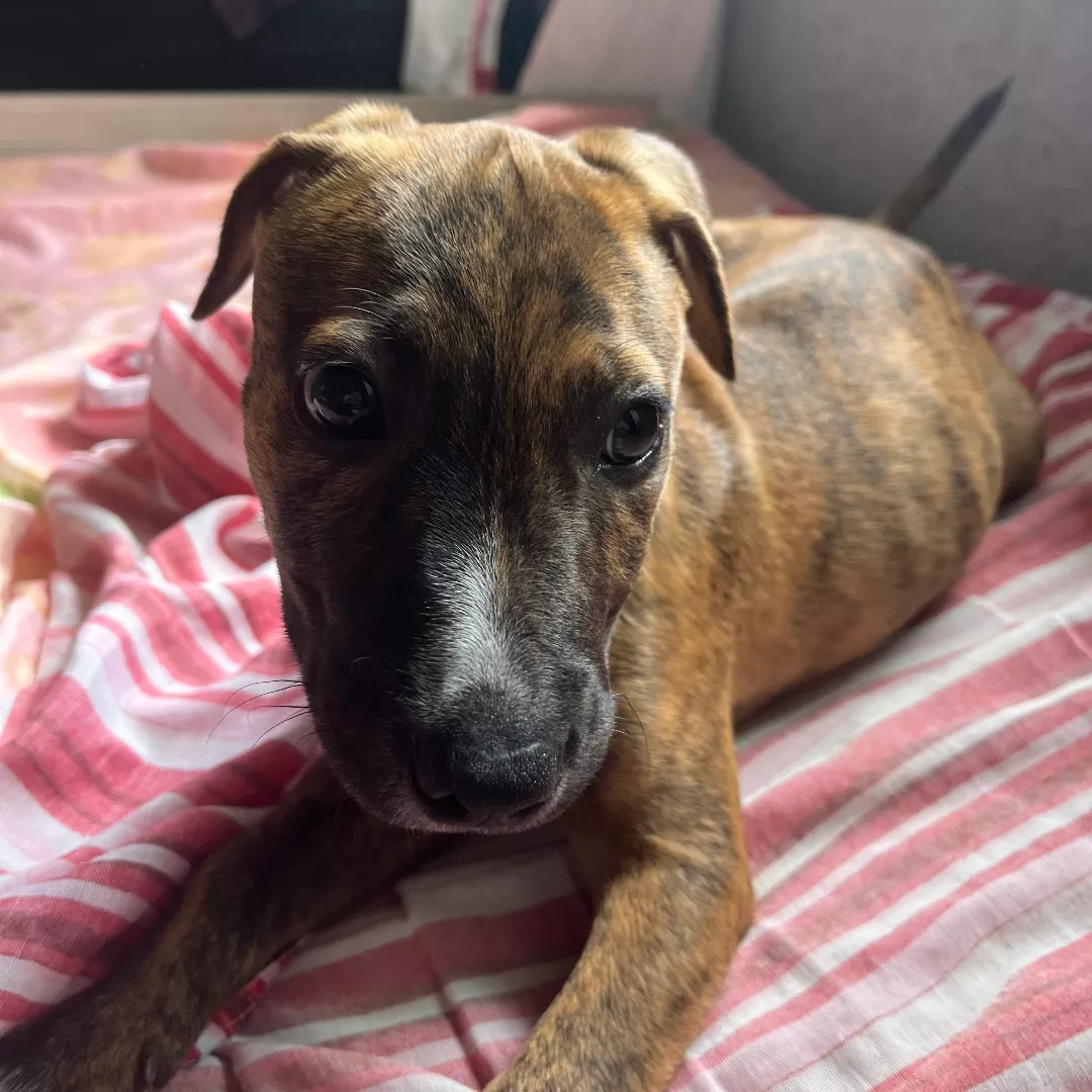 Morfeu - Sem Raça Definida