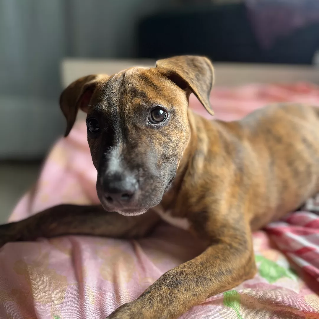 Morfeu - Sem Raça Definida