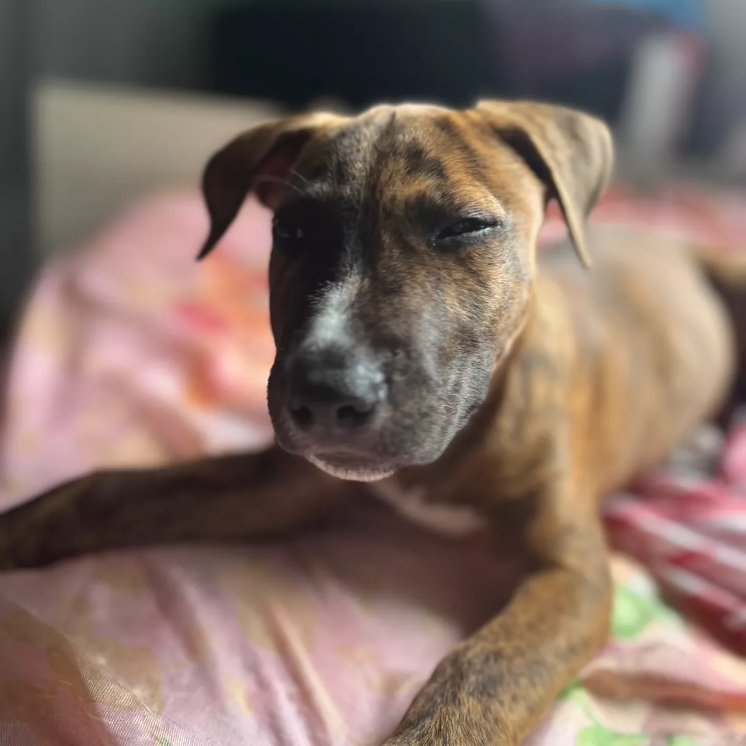 Morfeu - Sem Raça Definida