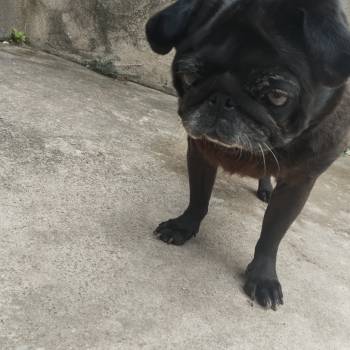 Rainha Luna  Pug imagem 2 - 