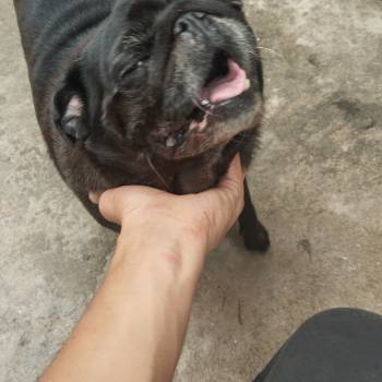 Rainha Luna  Pug imagem 3 - 
