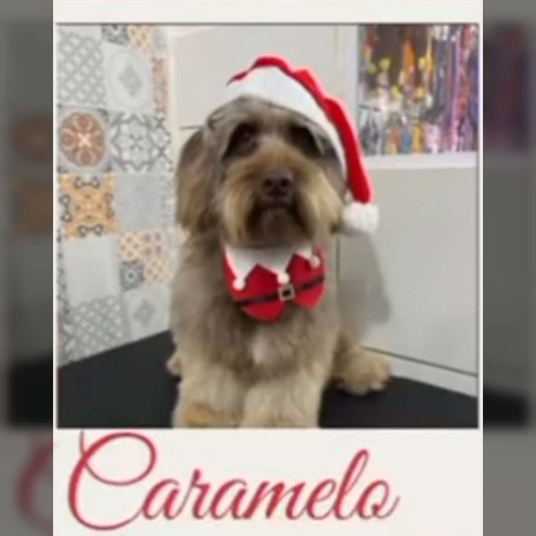 Caramelo - 