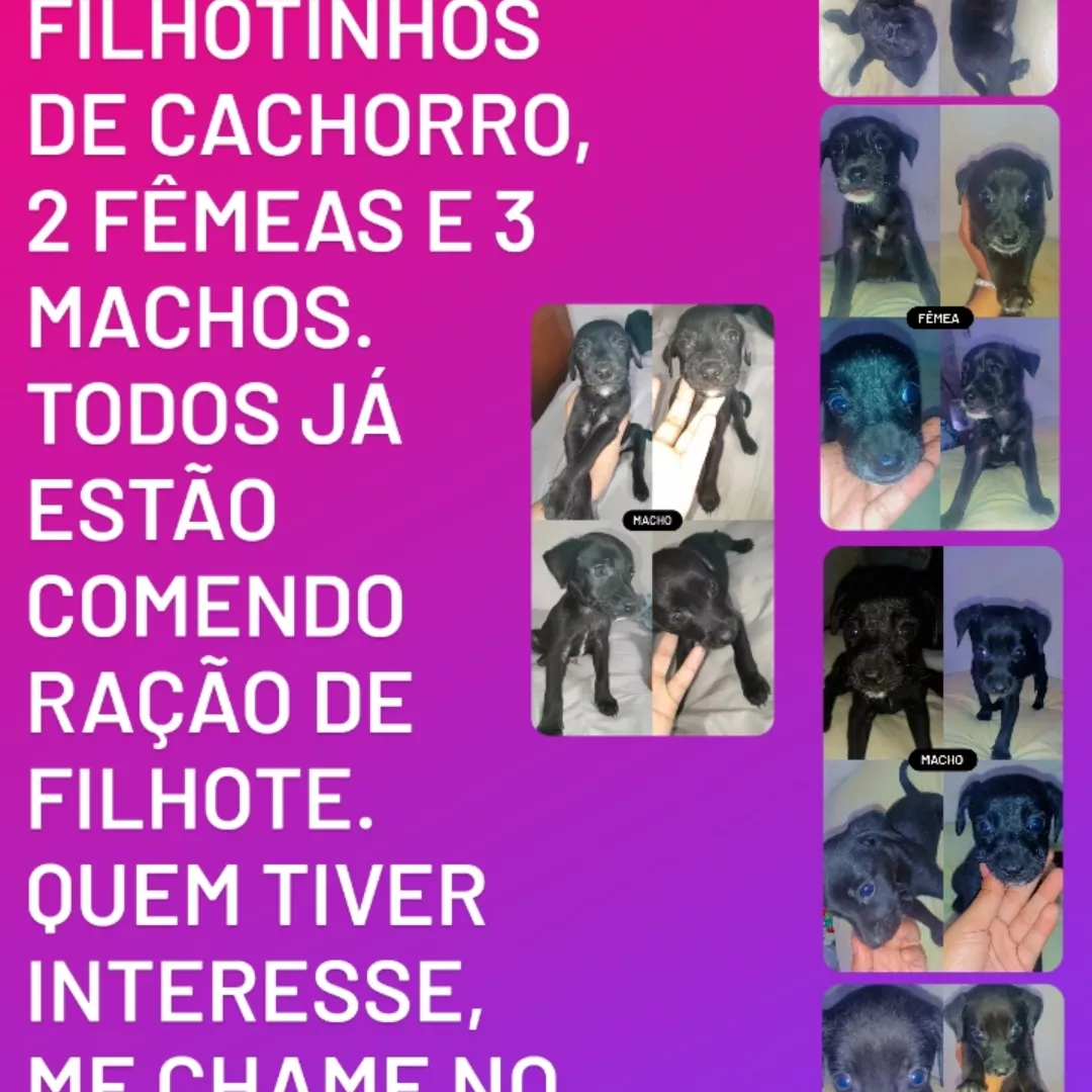 Filhotes - Sem Raça Definida