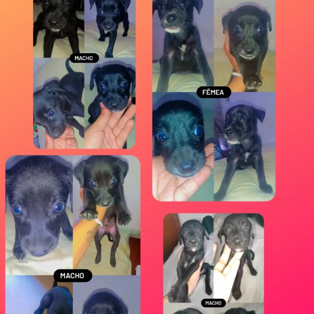 Bebês - Sem Raça Definida