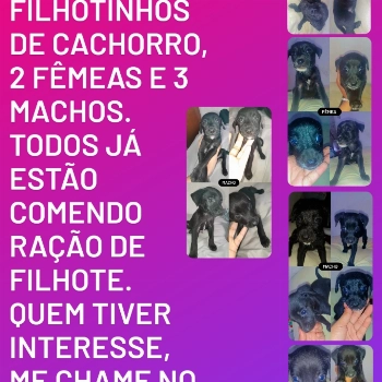 Filhotes imagem 1 - Sem Raça Definida