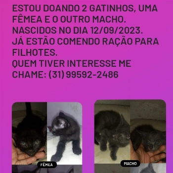 Sem Nome imagem 1 - Sem Raça Definida