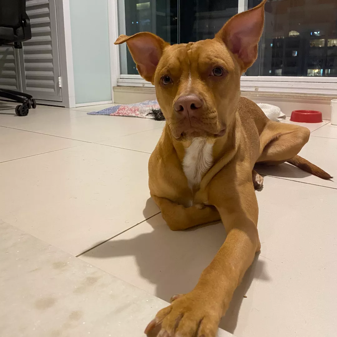 Godofredo - Sem Raça Definida