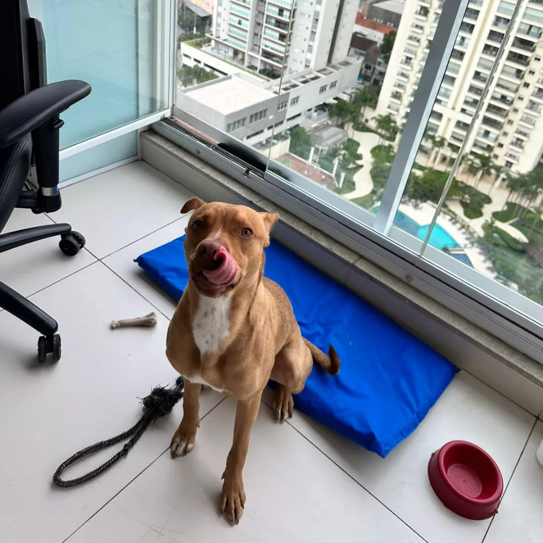 Godofredo - Sem Raça Definida