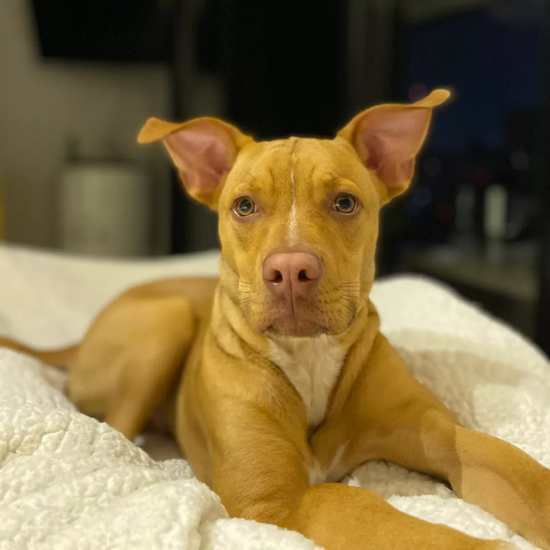 Godofredo - Sem Raça Definida