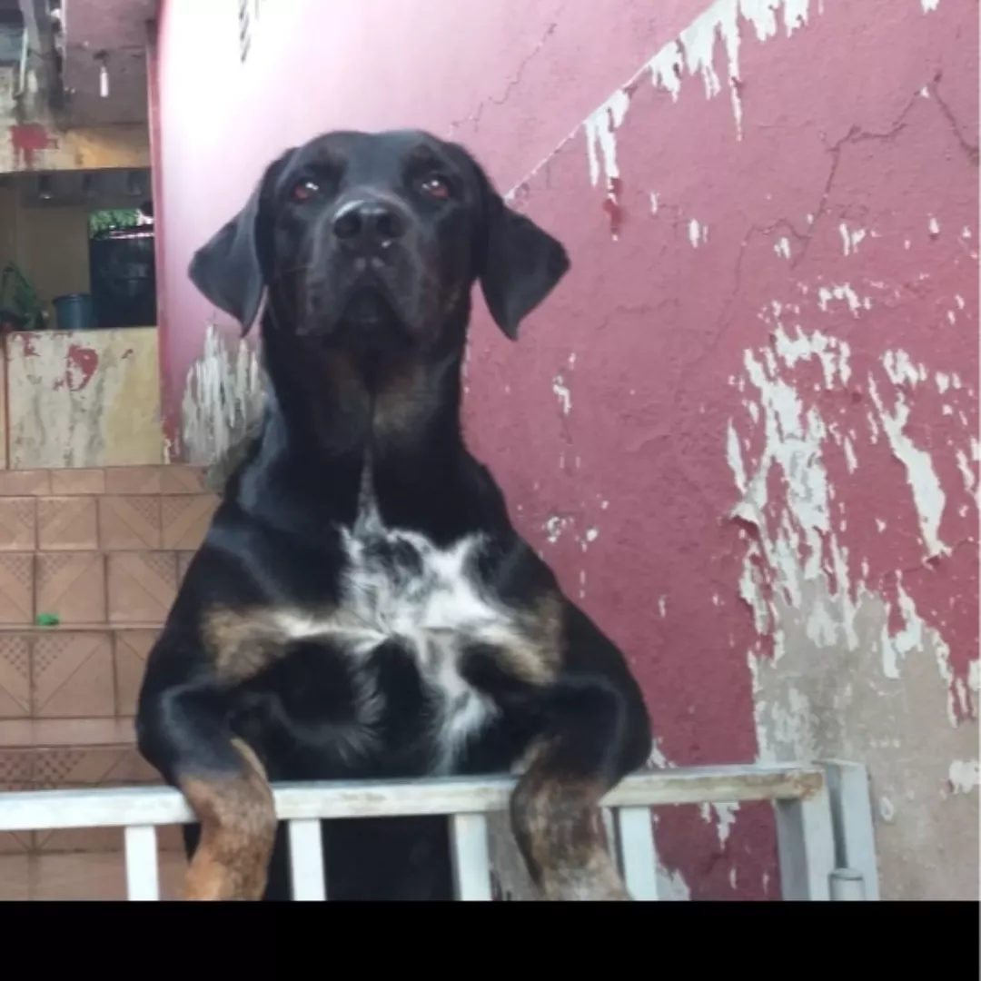 Kira - Sem Raça Definida