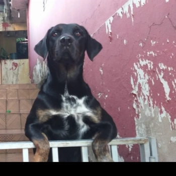 Kira imagem 1 - Sem Raça Definida