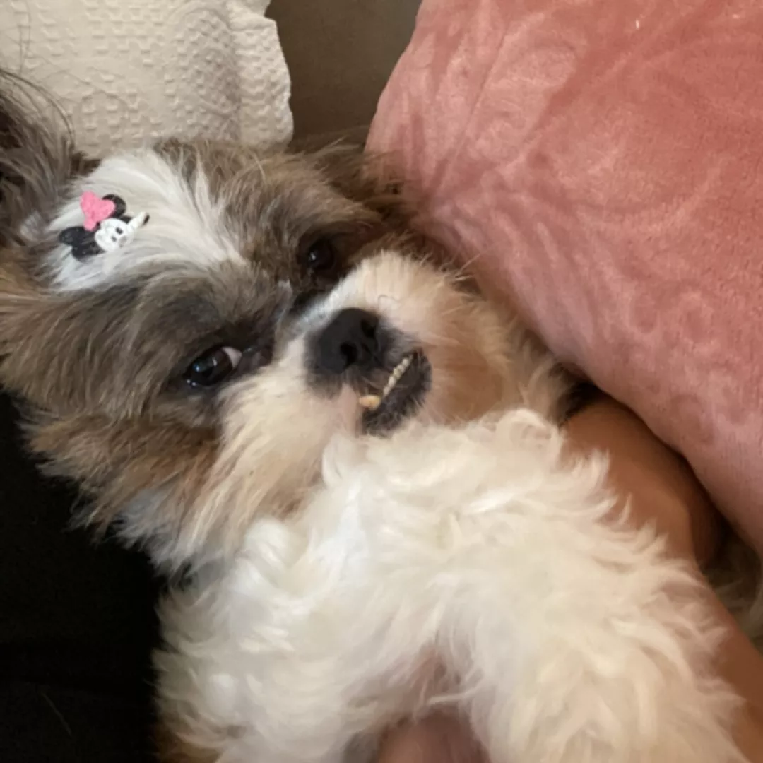 Nala - Shih Tzu